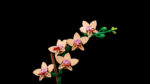 LEGO® Botanicals 10343 Mini-orhideja
