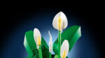 LEGO® Botanicals 11504 Spatifilum