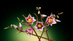 LEGO® Botanicals 11510 Grane magnolije