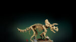 LEGO® Jurassic World 77985 Fosili dinosaurusa: Triceratops